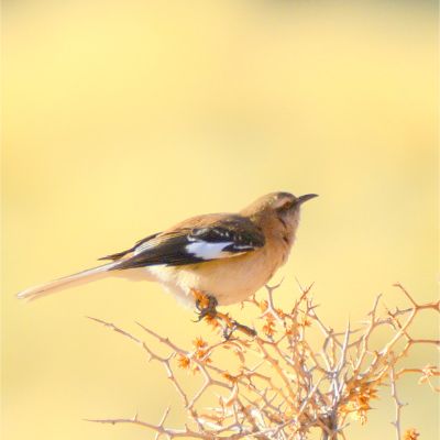 White-Banded Mockingbird (3)